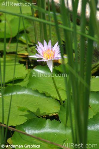 The Aspasia Phuket Resort 35